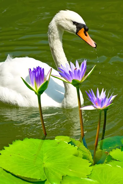 Suda kuğu var. — Stok fotoğraf