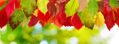  Sonbahar Yaprakları 