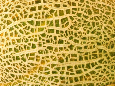 görüntü derileri kavun