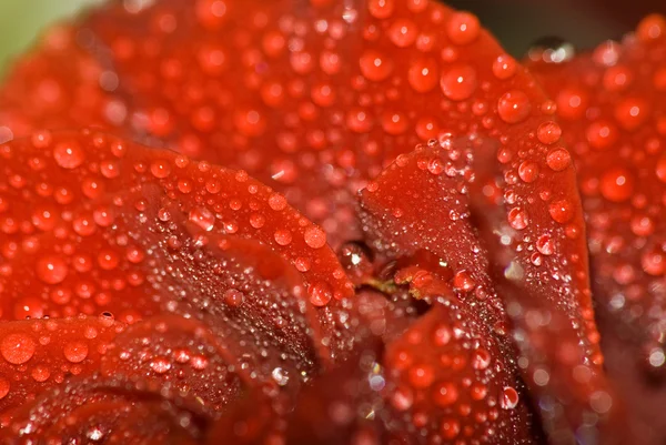 Obraz czerwona róża zbliżenie — Zdjęcie stockowe