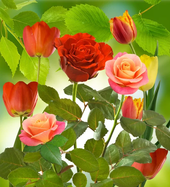 Roses and tulips on a green background — Stock Photo, Image