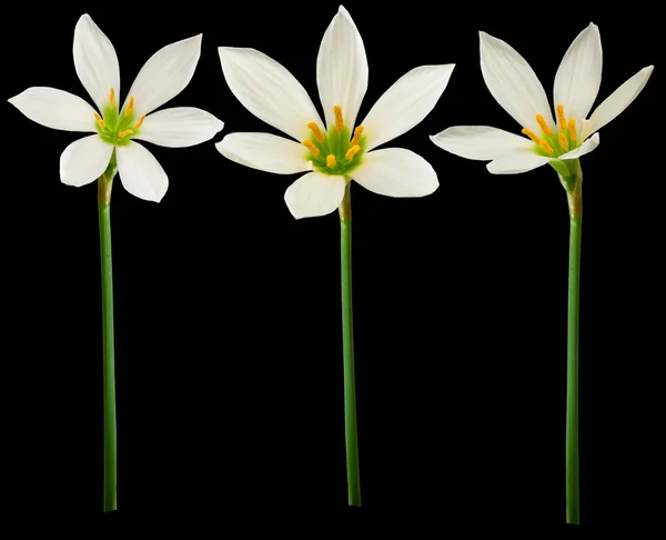 Flores blancas sobre un fondo negro — Foto de Stock