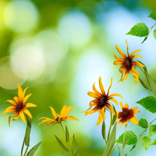 Blumen im Garten gegen die Sonne — Stockfoto