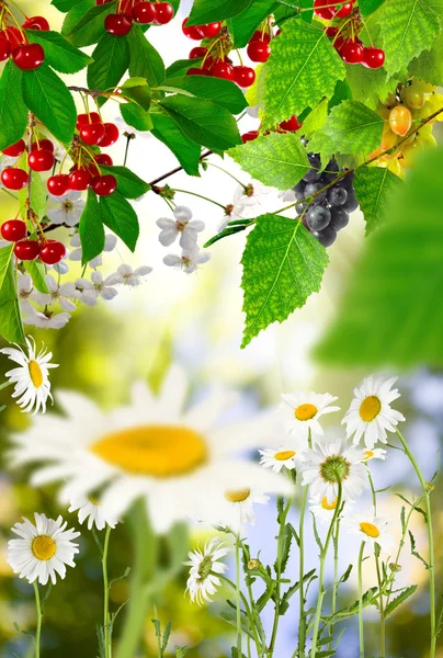 Obstbaum und verschiedene Blumen im Garten — Stockfoto