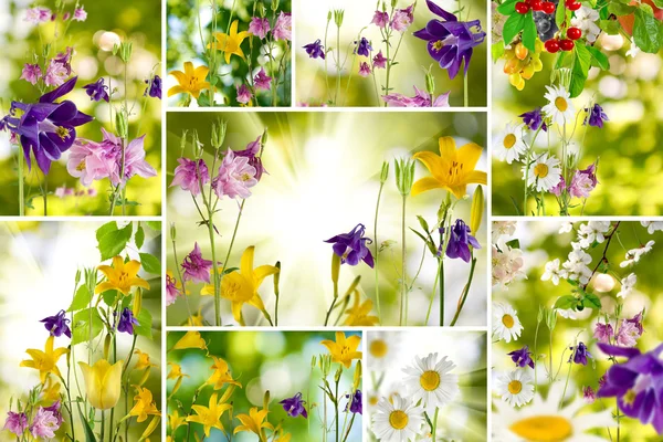 Wiele pięknych kolorowych kwiatów — Zdjęcie stockowe