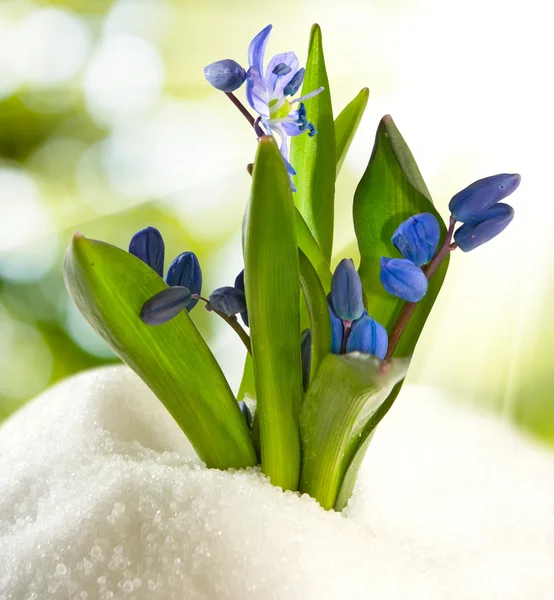 雪中的雪花 — 图库照片