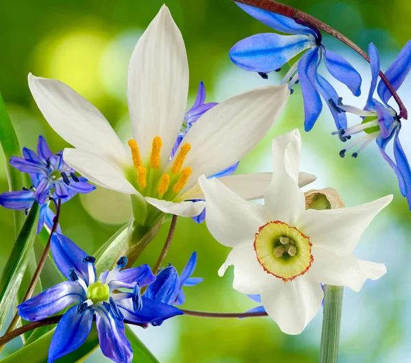 Obraz, kwiaty w ogrodzie — Zdjęcie stockowe