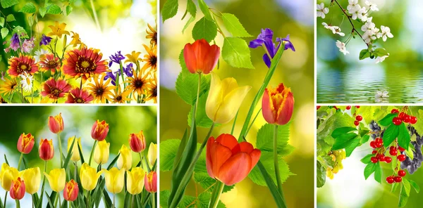 Различные красивые цветы в парке — стоковое фото