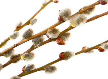 Isolated image of a willow closeup
