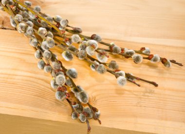 Isolated image of a willow on the board 