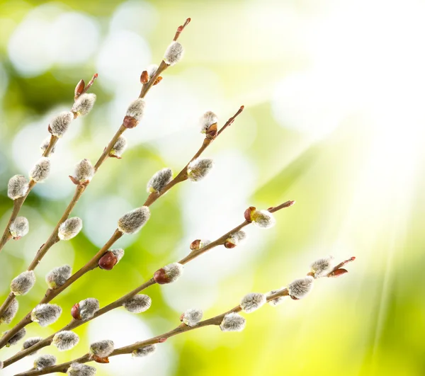 Willow on a green background — Stock Photo, Image