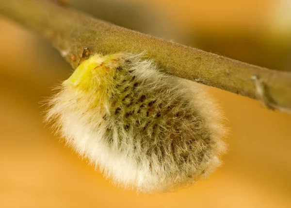 Pussy-willow closeup — 图库照片