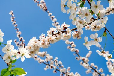 Şu yeni gelişen ağaç görüntü