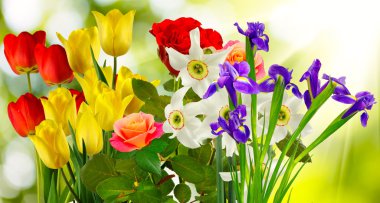  Beyaz bir arka plan üzerinde pek çok güzel çiçekler