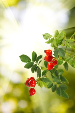  Rose hips yeşil bir arka plan üzerinde