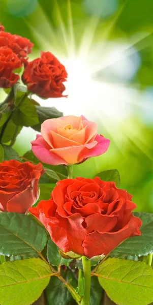 Many beautiful roses on blurred background — Stock Photo, Image