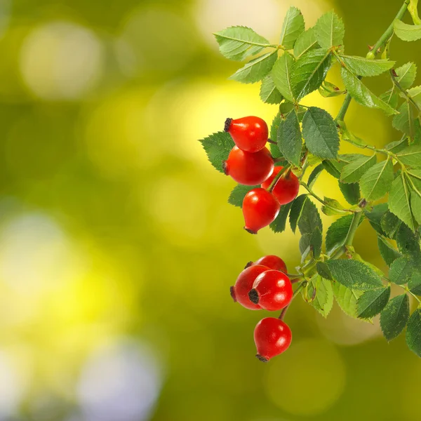 Rose heupen op een groene achtergrond close-up — Stockfoto