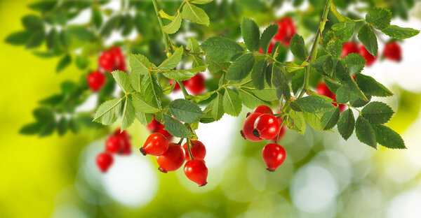  rose hips on a green background