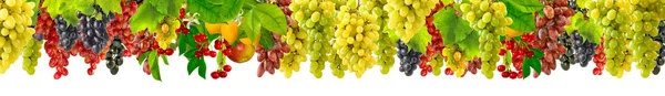 Isolated image of grapes — Stock Photo, Image