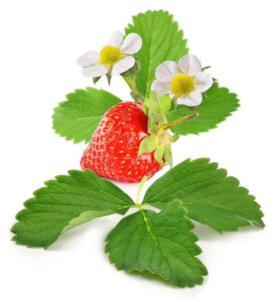 Ripe strawberries — Stock Photo, Image