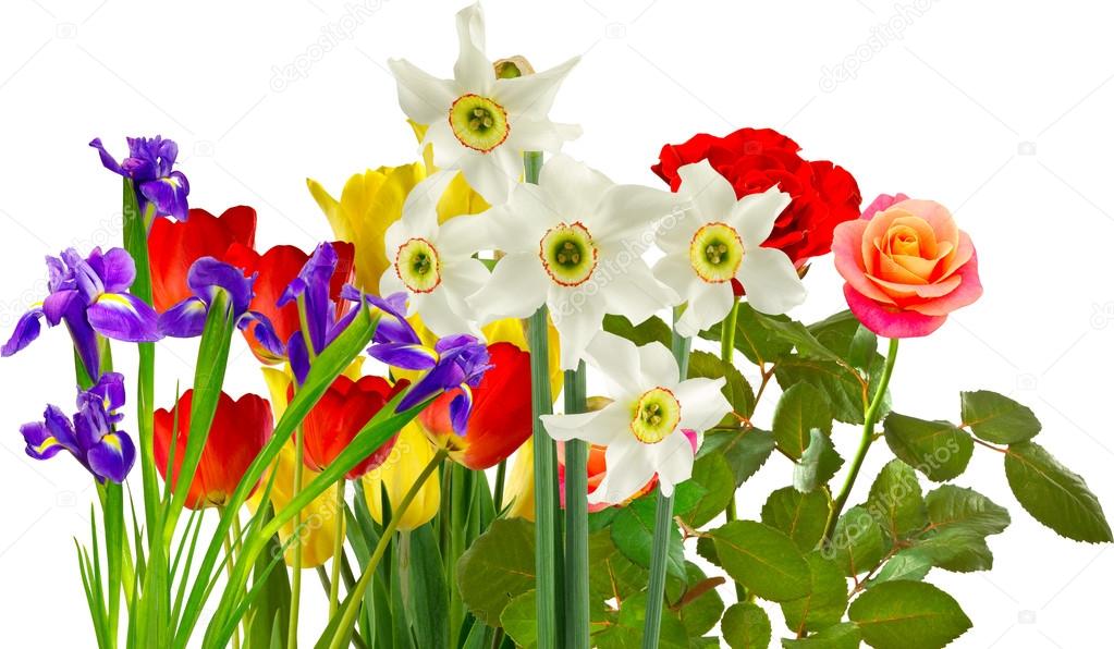  many beautiful flowers on a white background