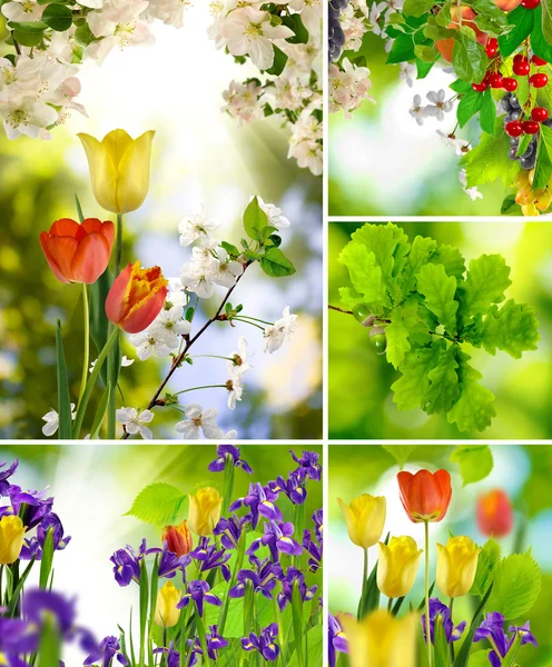 Verschillende kleuren in de tuin — Stockfoto