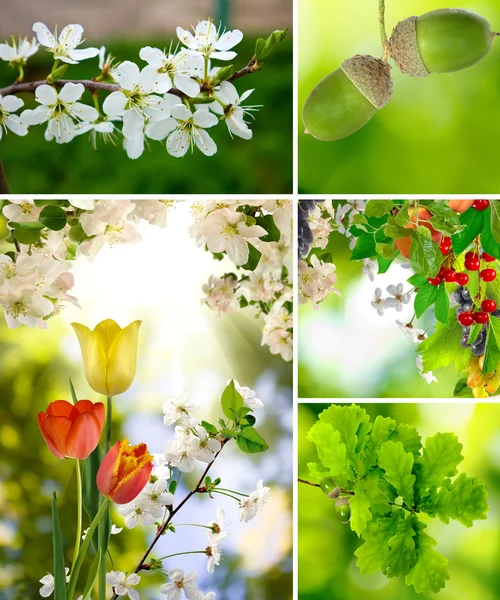 Verschiedene Farben im Garten — Stockfoto