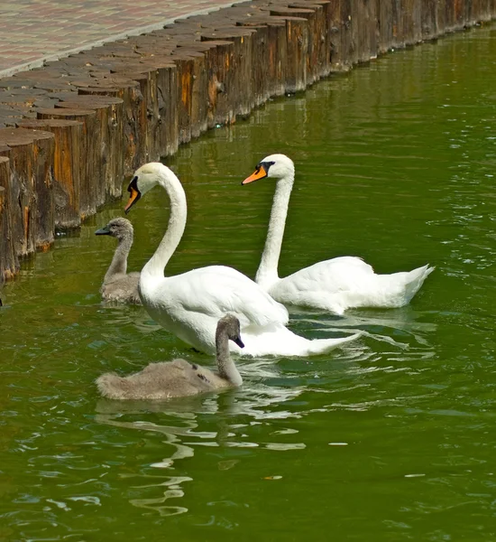 Imagen de cuatro cisnes — Foto de Stock