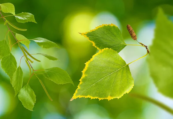 Hojas en el jardín sobre un fondo verde — Foto de Stock