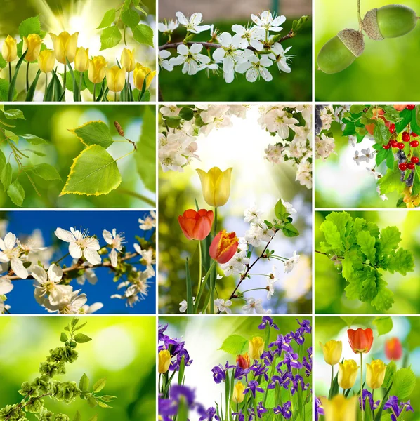Viele Blumen Nahaufnahmen — Stockfoto