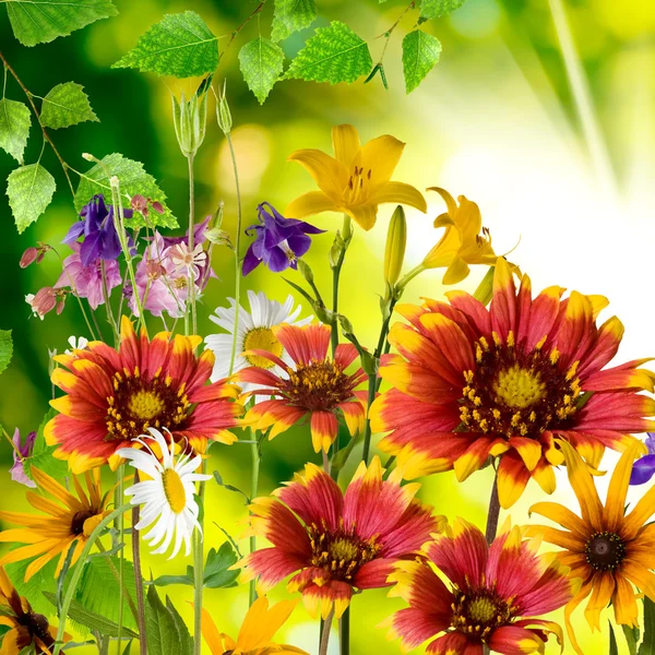 Bild viele schöne Blumen — Stockfoto