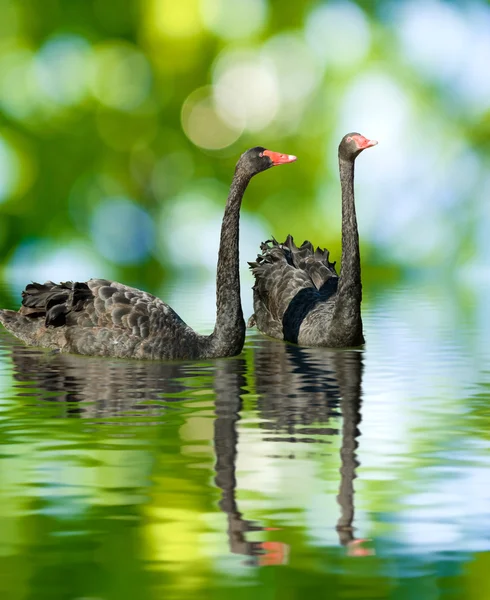 Beautiful black swans — Stock Photo, Image