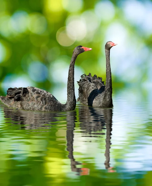 Belos cisnes negros — Fotografia de Stock