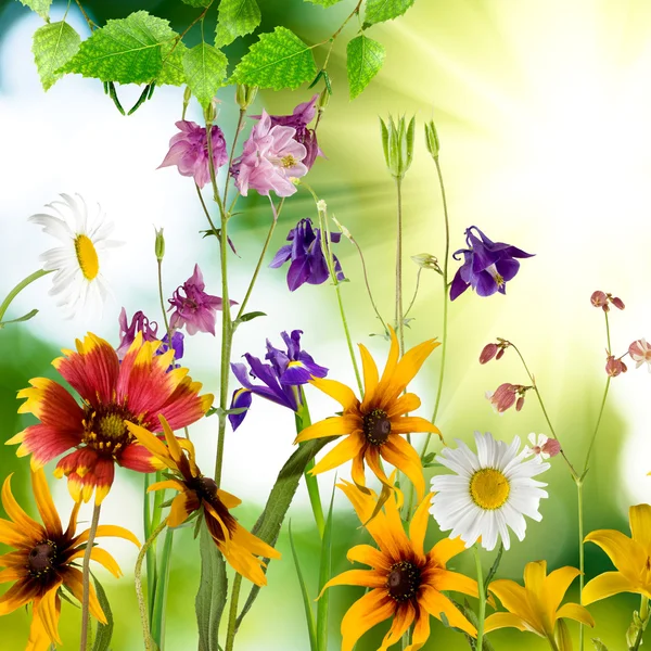 Bellissimi fiori contro il sole — Foto Stock
