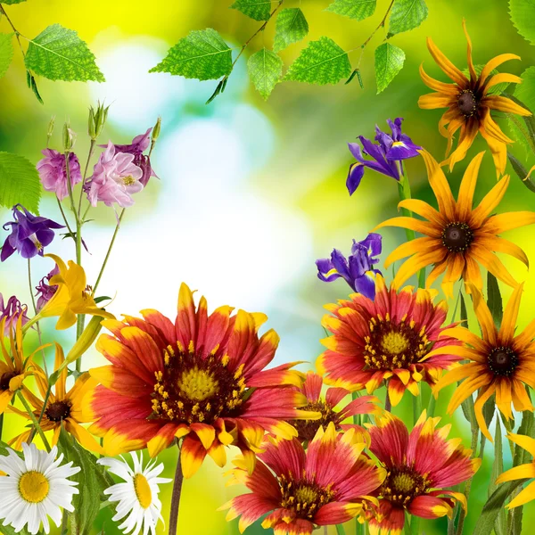 Schöne Blumen im Garten gegen die Sonne — Stockfoto