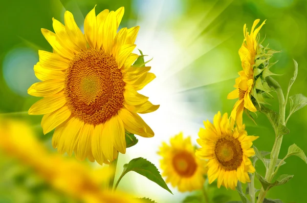 Banyak bunga matahari yang indah di dekat lapangan — Stok Foto