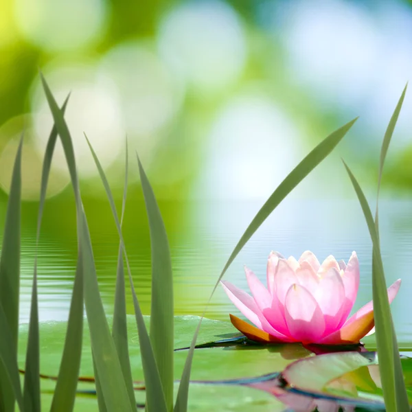 Flor de lótus na água no parque — Fotografia de Stock