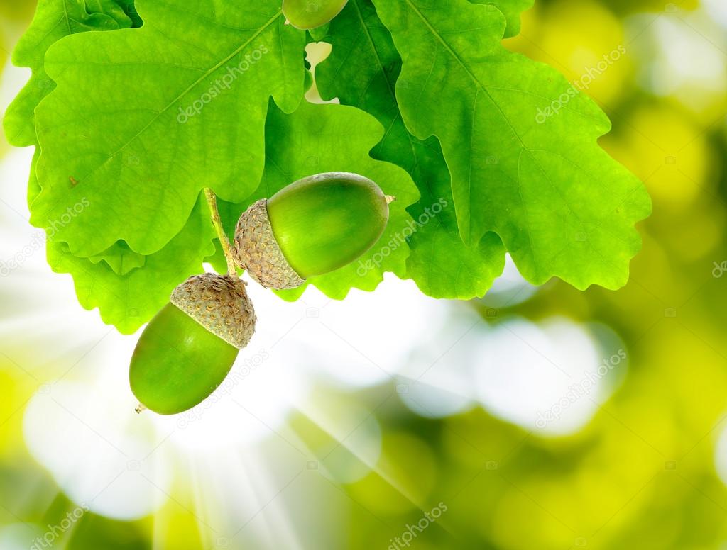  oak leaves and acorns