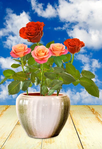 Flowers in a pot against the sky — Stock Photo, Image