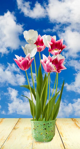 Зображення тюльпанів у горщику — стокове фото