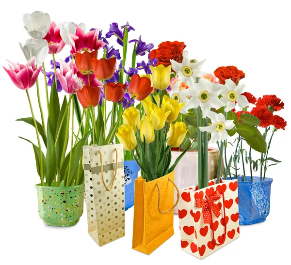 Blommor i present förpackning — Stockfoto