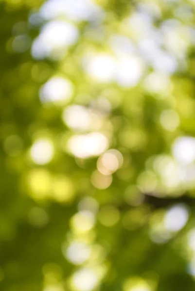 Groene plant achtergrond — Stockfoto