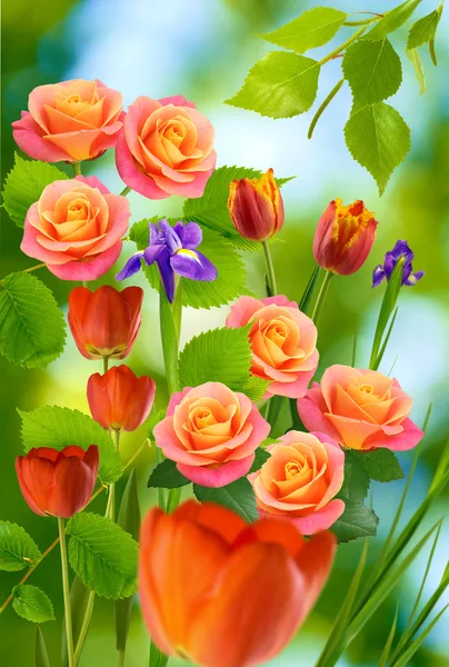 Красиві тюльпани і троянди — стокове фото