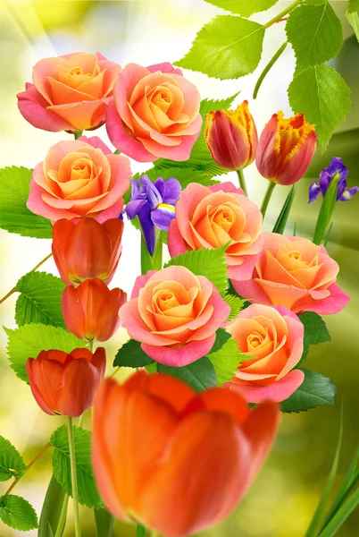 아름 다운 튤립과 장미 — 스톡 사진