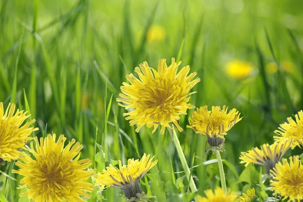 Dandelions in the garden closeup — Stock Photo, Image