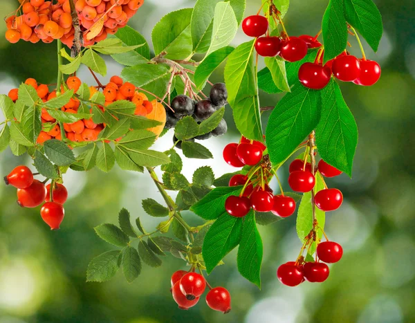 Different berries in the garden — Stock Photo, Image