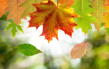 Sonbahar Yaprakları 