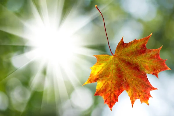 Primeros planos de la hoja de otoño — Foto de Stock