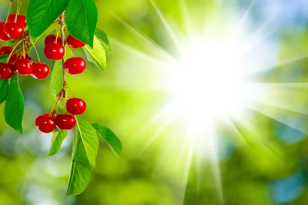 Image of branch with cherries — Stock Photo, Image