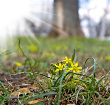 Orman portre kardelen